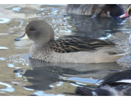 Chilean Teal