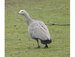 Cereopsis Geese