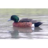 Chestnut Breasted Teal