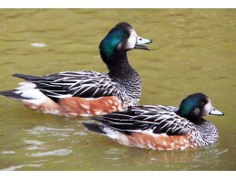 Chiloe Wigeon