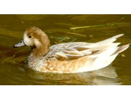 Blonde Chiloe Wigeon