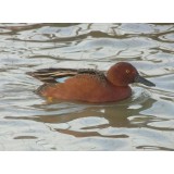 Cinnamon Teal