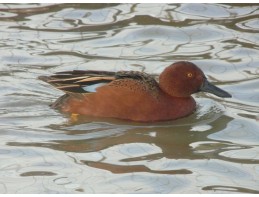 Cinnamon Teal