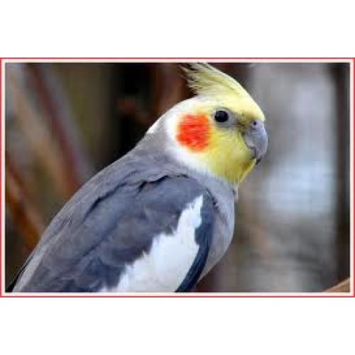 Grey Cockatiels