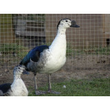 African Comb Duck