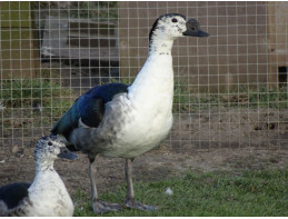 African Comb Duck