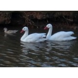 Coscoroba Swan