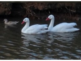 Coscoroba Swan