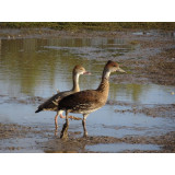 Cuban Whistling Duck