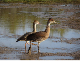 Cuban Whistling Duck