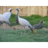 Demoiselle Cranes