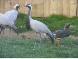 Demoiselle Cranes