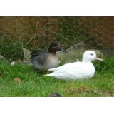 White Green Winged Teal