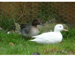 White Green Winged Teal