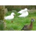 White Green Winged Teal