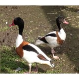 European Shelducks