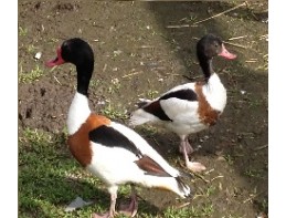 European Shelducks