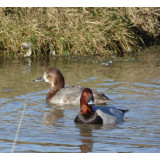 European Pochard