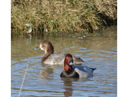 European Pochard