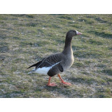 European White Fronted Geese