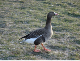 European White Fronted Geese