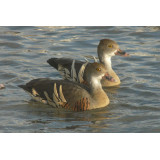 Eytons Whistling Duck