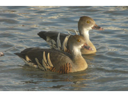 Eytons Whistling Duck