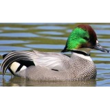 Falcated Teal