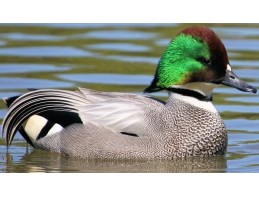 Falcated Teal