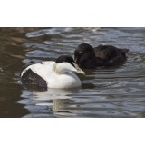 Faroes Eider