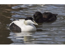 Faroes Eider