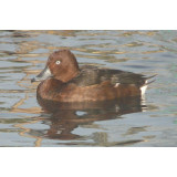 Ferruginous Pochard