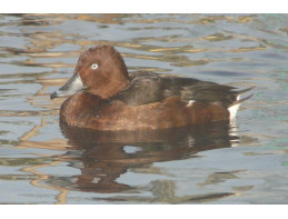 Ferruginous Pochard