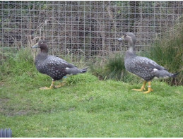 Flying Steamer Duck