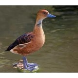 Fulvous Whistling Ducks