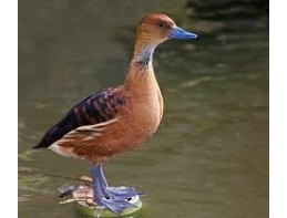 Fulvous Whistling Ducks