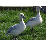 Silver Fulvous Whistling Duck