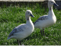 Silver Fulvous Whistling Duck