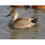 Gadwall