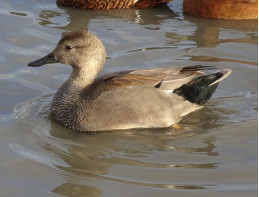 Gadwall