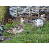 Garganey Teal