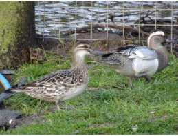 Garganey Teal