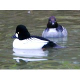 European Goldeneye