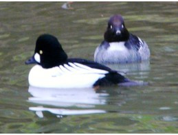 European Goldeneye