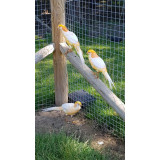 Peach Golden Pheasants