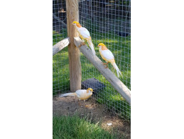 Peach Golden Pheasants