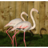 Greater Flamingo