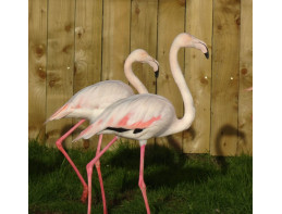 Greater Flamingo