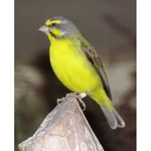 Green Singing Finches