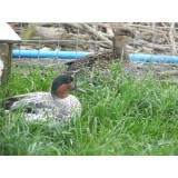 Silver Green Winged Teal